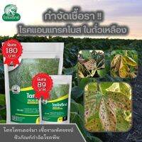 กำจัดเชื้อรา สาเหตุของโรคแอนแทรคโนส ใน ถั่วเหลือง ไตรโคเดอร์มา ไตรโคเร็กซ์ ปลอดภัยต่อคนและสัตว์เลี้ยง