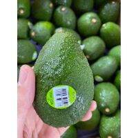 ?Avocado อาโวคาโด สายพันธุ์แฮส H จาก อเมริกา?? ส่งฟรี? 30/60 ลูกต่อกล่อง