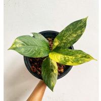 ( Promotion+++) คุ้มที่สุด เศรษฐีวิลสันด่าง Dieffenbachia sp.Variegated ราคาดี พรรณ ไม้ น้ำ พรรณ ไม้ ทุก ชนิด พรรณ ไม้ น้ำ สวยงาม พรรณ ไม้ มงคล