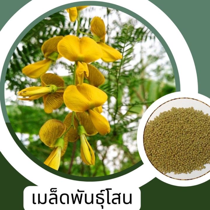 เมล็ดพันธุ์ดอกโสน-10เมล็ด-ขั้นต่ำโปรดสั่งสินค้าภายในร้าน-30บาทขึ้นไปค่ะ