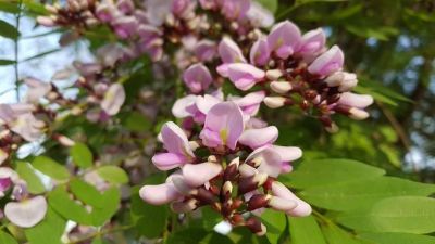 50 เมล็ด เมล็ดพันธุ์ กระพี้จั่น Millettia brandisiana จั่น พี้จั่น ตามดแดง พรรณไม้ดอกสีม่วง พรรณไม้ Seed