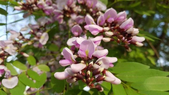 50-เมล็ด-เมล็ดพันธุ์-กระพี้จั่น-millettia-brandisiana-จั่น-พี้จั่น-ตามดแดง-พรรณไม้ดอกสีม่วง-พรรณไม้-seed