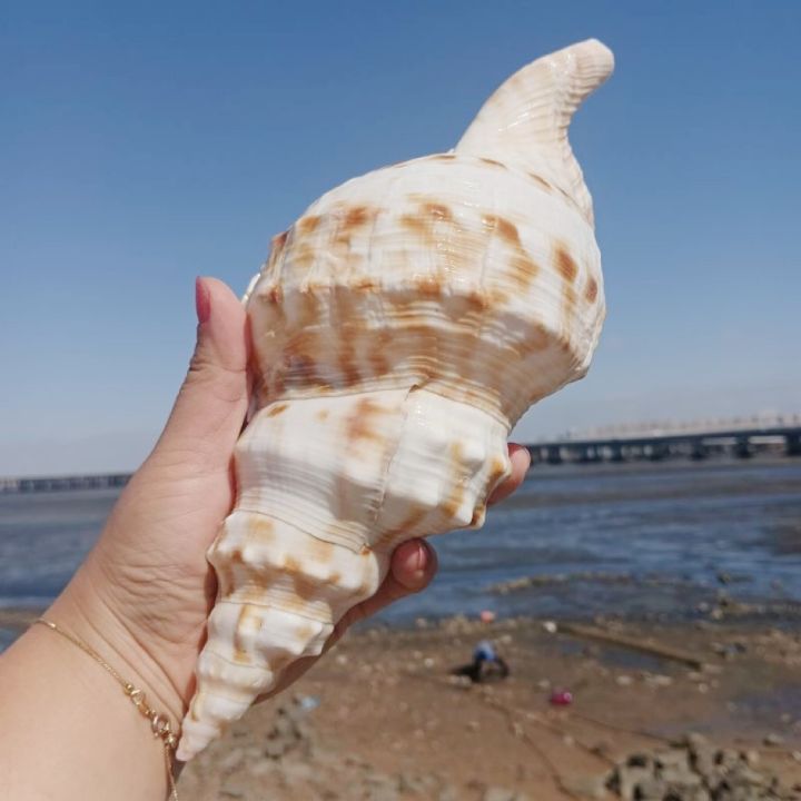 readystock-super-large-conch-shell-super-large-white-frog-conch-white-triton-starfish-fish-tank-landscape-prop-jewelry-can-listen-to-the-sound-of-the-sea-yy