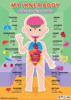 โปสเตอร์กระดาษ อวัยวะภายในของฉัน #EQ-481
