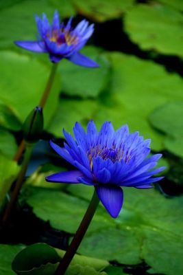 เมล็ดบัว 5 เมล็ด ดอกสีน้ำเงิน ดอกใหญ่ ของแท้ 100% เมล็ดพันธุ์บัวดอกบัว ปลูกบัว เม็ดบัว สวนบัว บัวอ่าง Lotus seed.