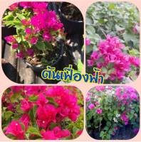 ต้นเฟืองฟ้าแคระ เฟืองฟ้าสาวิตรี ดอกสีสดใส สีชมพูบานเย็น จัดส่งพร้อมกระถาง 8 นิ้ว ลำต้นสูง 30-40 ซ.ม. ต้นไม้แข็งแรงทุกต้น (1 ต้น/แพ็ค)