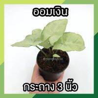 ? โปร 9.9 ? [แพ๊ก 10 ต้น] ต้นออมเงิน ในกระถาง 3 นิ้ว พุ่มสวย ต้นไม้มงคล ต้นไม้ฟอกอากาศ เสริมดวง เสริมโชคลาภ ค้าขายร่ำรวย ปลูกในบ้านได้