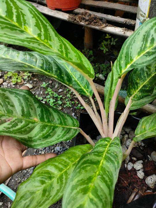 AGLAONEMA MOONLIGHT BAY VARIETY-INDOOR OUTDOOR PLANT-REAL PLANT-LIVE ...