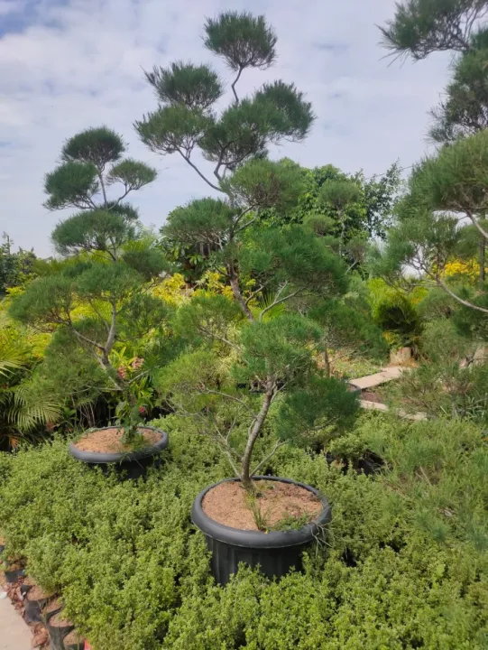 Tanaman Cemara Udang Bonsai Jadi Meter Keatas Siap Pajang Lazada Indonesia