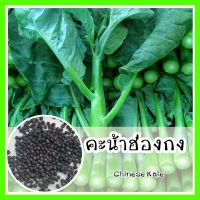 พร้อมส่ง ❗ รหัส 104 เมล็ดพันธุ์ OP แท้   คะน้า - Chinese Kale คะน้าฮ่องกง เมล็ดคะน้า กรอบมากกว่า เมล็ดพันธุ์นำเข้า เมล็ดพันธุ์พืช เมล็ดพันธุ์ผัก