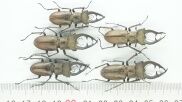 bọ cánh cứng , côn trùng lucanus.lucanide tại miền bắc việt nam 9890