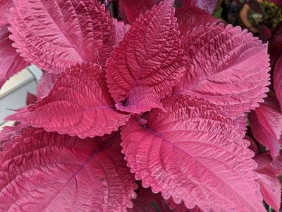 100 เมล็ดพันธุ์ เมล็ด ฤษีผสม  เป็นไม้พุ่มโตเร็ว ใบมีหลายสี Plectranthus scutellarioides (Coleus) Seeds อัตราการงอกสูง 70-80%