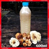 เชื้อเห็ด เชื้อใหม่ สูตรเข้มข้ม เห็ดปลวกตาบ เห็ดโคนใหญ่ เห็ดปลวก 600 ml. รับประกันการเกิด100%