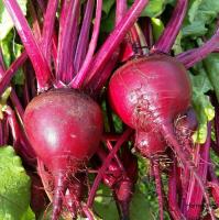 ปลูกง่าย ปลูกได้ทั่วไทย ของแท้ 100% 150 เมล็ด Beetroot Seeds Red Beet Seeds เมล็ดพันธุ์ผัก เมล็ดดอกไม้ พันธุ์ไม้หายาก คุณค่าทางโภชนาการที่ดีต่อสุขภาพและสูง เมล็ดพันธุ์ผัก อุปกรการเกษตร ผักสวนครัว ไม้ประดับ พันธุ์ไม้ผล Plants