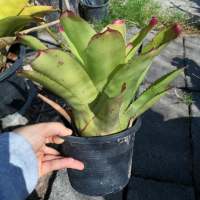 Bromeliad 6 กระถาง เขียวปลายชมพู กระถาง​ 5 นิ้ว​ ส่งทั้งกระถาง