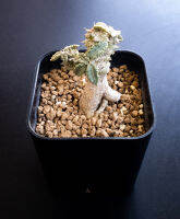 EuphorbiaTulearensis Succulent Cactus พืชทะเลทราย