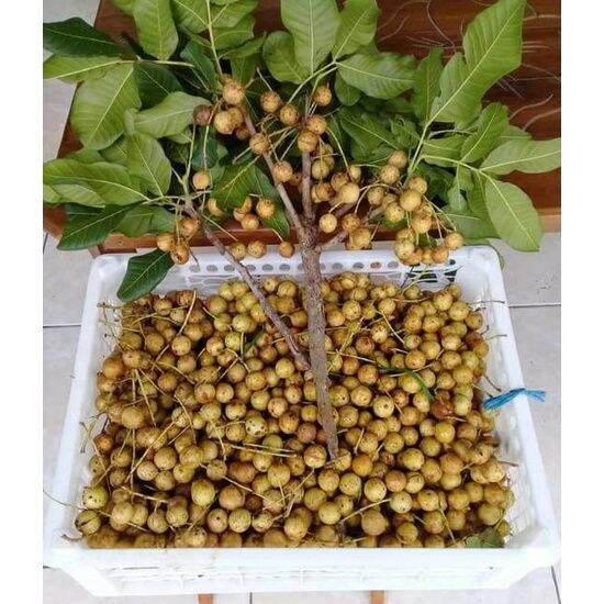 Online Seeds Gram Benih Biji Buah Kasambi Kosambi Kusambi Sambi