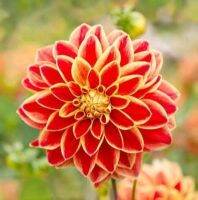 1 เหง้า/ชุด รักเร่ Dahlia Bulb สายพันธุ์ Caballero Dahlia หัวรักเร่ ดอกไม้ หัวหน่อ เหง้า นำเข้า เนเธอร์แลน หัวสดใหม่