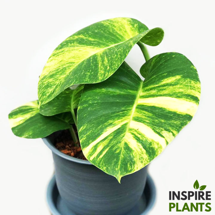 inspire-plants-พลูด่างยักษ์-giant-golden-pothos-ใบสวยมาก-มีทั้งแบบกิ่ง-ต้นใบเล็ก-ต้นใบใหญ่-เลื้อยยิ่งสูงยิ่งใบใหญ่และฉีก