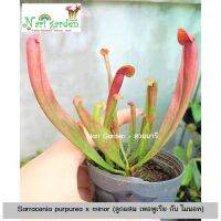 ต้นซาราซิเนีย พันธุ์ Sarracenia purpurea x minor (ลูกผสม เพอพูเรียxไมนอท) (ส่งทั้งกระถาง 3 - 8 นิ้ว) ไม้กินแมลง ใบกระเปราะบานแดงสวย ไม้ประดับแต่งสวน