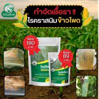 กำจัดเชื้อรา สาเหตุของโรคราสนิม ในข้าวโพด ไตรโคเดอร์มา ไตรโคเร็กซ์ ปลอดภัยต่อคนและสัตว์เลี้ยง 100%