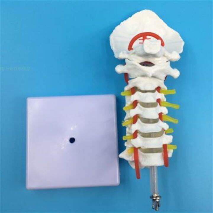 1-1-human-cervical-spine-bone-skeleton-model-with-neural-model-teaching-medical-specimens-of-human-body