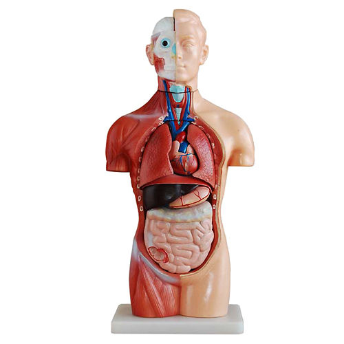 nkhc-anatomy-model-nk-207-จำลองมนุษย์ครึ่งตัว-ไม่แสดงเพศ-แสดงอวัยวะภายใน-ขนาด-42-เซนติเมตร-ถอดประกอบได้-18-ชิ้น