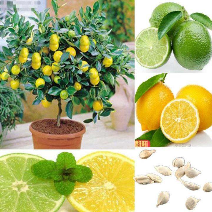 Philippines Ready Stock 20 PCS Lemon Bonsai Lemon Tree Seed Rare Fruit