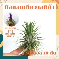 ทิลแลนเซีย ดูอิท จัดเป็นชุด 10 ต้น Tillansia