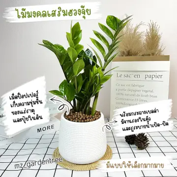 ไม้มงคลมีดอก ราคาถูก ซื้อออนไลน์ที่ - ต.ค. 2023 | Lazada.Co.Th