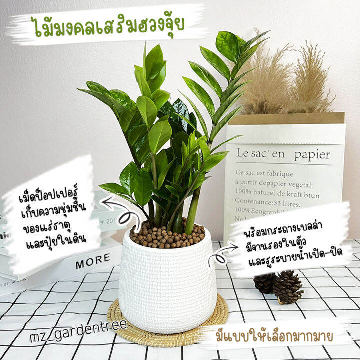 ต้นไม้จริง]🎍🎍ไม้มงคล เสริมฮวงจุ้ย พร้อมกระถางเบลล่า🎍🎍**ต้นไม้คัดฟอร์มสวยทุกต้น**  | Lazada.Co.Th