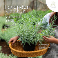 Treeno.9 T36 ลาเวนเดอร์ กู้ดวิน พุ่มใหญ่ กลิ่นหอมมาก (Goodwin Lavender) กระถาง 8 นิ้ว / สูง 30-40 ซม. / สมุนไพรฝรั่งดี ต่อสุขภาพ (ต้นไม้)