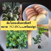 ขายดีอันดับ1 ส้มโอทองดี กิ่งตอนพร้อมปลูกขนาด70-80cm รับประกันพันธุ์จากสวนโดยตรง ส่งทั่วไทย ต้นไม้ ฟอก อากาศ กระถาง ต้นไม้ ไม้ ประดับ ต้นไม้ ปลูก ใน บ้าน