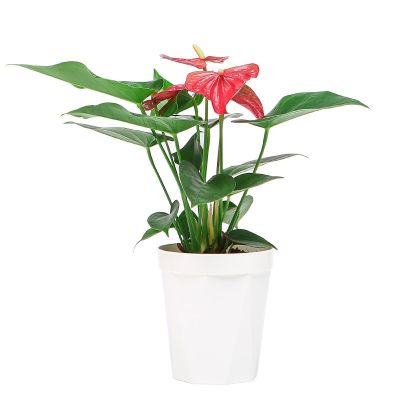 Smooth sailing potted flowers and plants