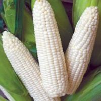 เมล็ดพันธุ์ ข้าวโพดหวาน เพียวไวท์ญี่ปุ่น (Pure White Sweet Corn F1 Seed) บรรจุ 20 เมล็ด ของแท้ 100%