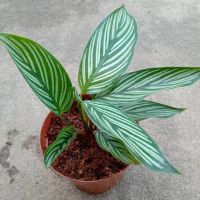 โปรโมชั่น คล้าวิททาทา Calathea Elliptica Vittata กระถาง 4 นิ้ว #ไม้ฟอกอากาศ สุดคุ้ม ต้นไม้ ต้นไม้ ฟอก อากาศ ต้น ต้น บอน สี