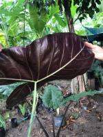 แก้วสารพัดนึก หลังใบม่วง Alocasia senderriana จัดส่งเป็นเหง้า ช่วยฟอกอากาศภายในบ้าน