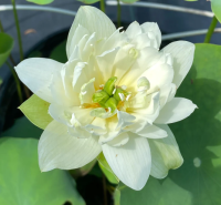 5 เมล็ดพันธุ์ บัว สายพันธุ์ GREEN JADE OF QINHUAI LOTUS สีขาว เพาะปลูกและเก็บเมล็ดในไทย ขยายพันธุ์ในไทยได้ สายพันธุ์นิยมปลูกในอเมริกา