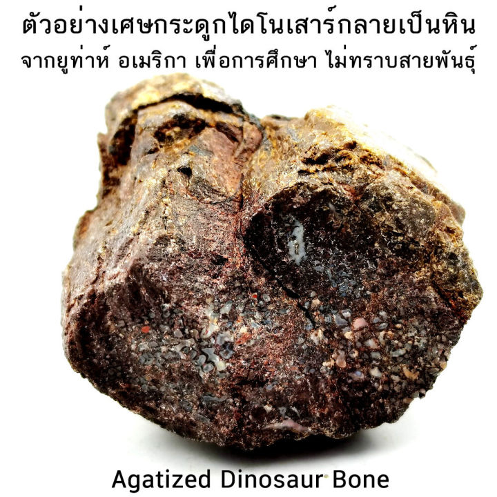 ตัวอย่างเศษกระดูกไดโนเสาร์กลายเป็นหิน-จากยูท่าห์-อเมริกา-agatized-dinosaur-bone-เพื่อการศึกษา-ไม่ทราบสายพันธุ์