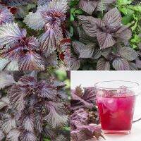 50 เมล็ด ชิโสะใบแดง - Red Perilla (Shiso)