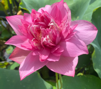 5 เมล็ดพันธุ์ บัว สายพันธุ์ CHINESE RED RUIJIN LOTUS สีชมพู เพาะปลูกและเก็บเมล็ดในไทย ขยายพันธุ์ในไทยได้ สายพันธุ์นิยมปลูกในอเมริกา