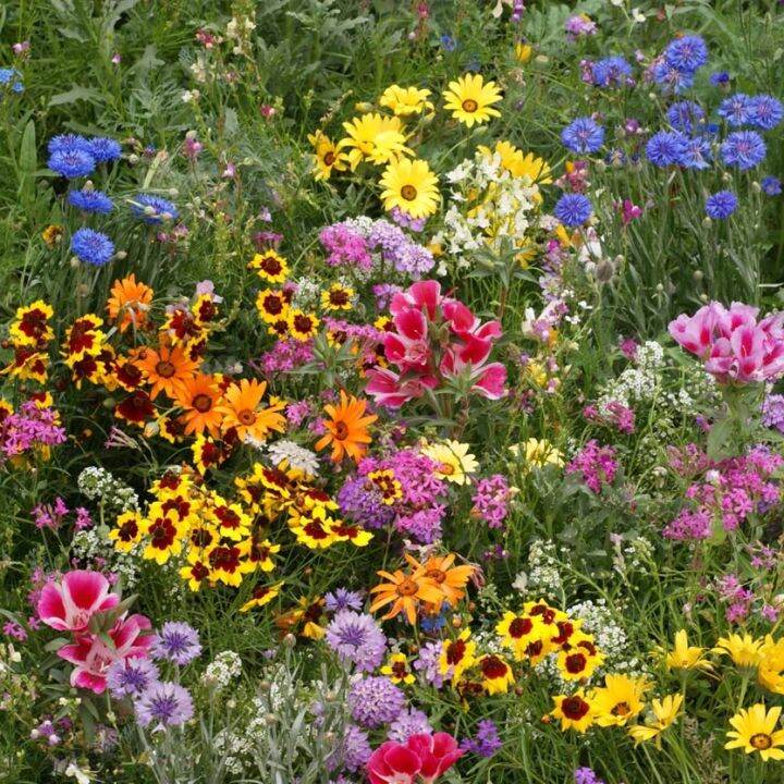 McKenzie Wildflower Mix Wild Flower Seeds Mix50seeds Lazada PH