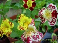 เมล็ดพันธุ์ มิมิวลัส / ไทเกอร์ มังกี้ mimulus tigrinus tiger monkey 400 เมล็ด เมล็ดพันธุ์นำเข้าจาก อังกฤษ