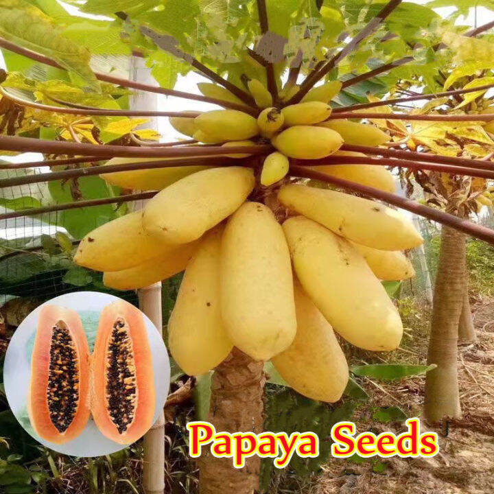 [Fast Growing] Dwarf Papaya Seeds 50 seeds (not live plants) Lazada PH
