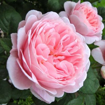 30 เมล็ด เมล็ดพันธุ์ Queen of Sweden สายพันธุ์อังกฤษ ดอกกุหลาบ นำเข้าจากอังกฤษ ดอกใหญ่ พร้อมคู่มือปลูก English Rose Seeds