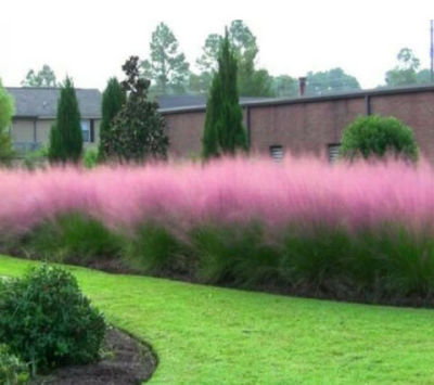 หญ้าชมพู เมล็ดหญ้ามูลี่ชมพู (Pink Muhly Grass) หญ้ามูลี่ จากฝรั่งเศส