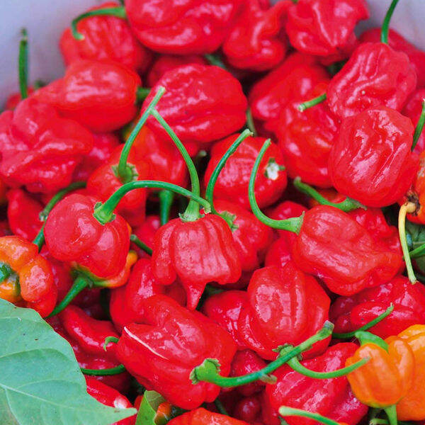 Trinidad Moruga Scorpion Pepper Seeds - TMS Pepper Seeds | Lazada PH