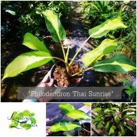 ?ต้นPhilodendron Thai sunrise กระถาง4นิ้ว ฟิโลเดนดรอนไทยซันไรส์ ไม้ฟอกอากาศ ไม้ประดับ ไม้ใบ ไม้กระถาง ?