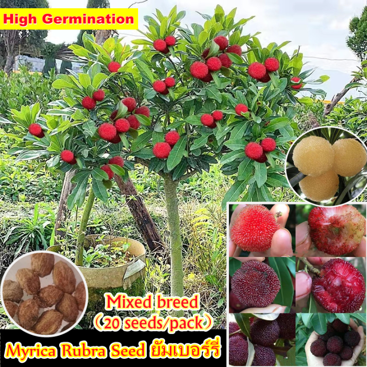 [Fast Germination] Mixed Varieties Myrica Rubra Tree Seeds for Sale
