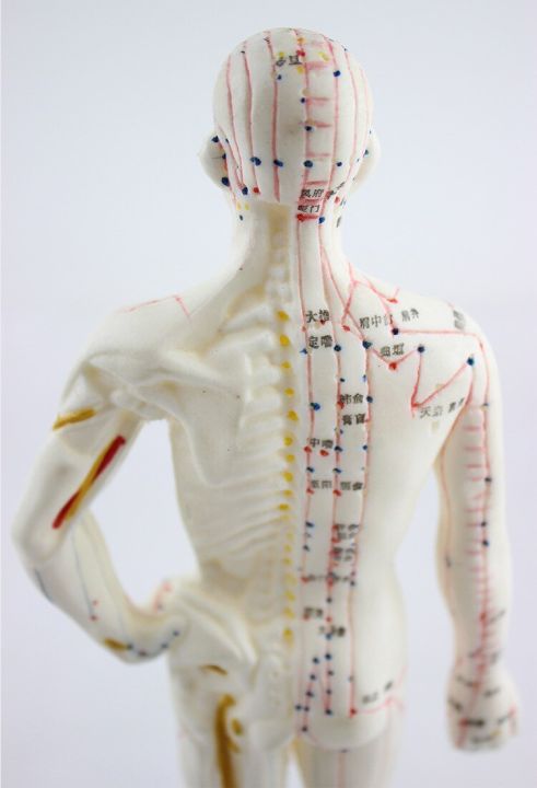 medical-chinese-english-medicine-meridians-acupuncture-moxibustion-model-acupuncture-point-mannequin-acupuncture-model-48cm-50cm